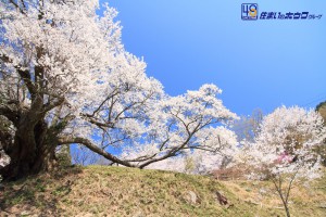 仏隆寺の千年桜