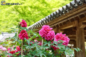 長谷寺