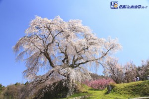 又兵衛桜