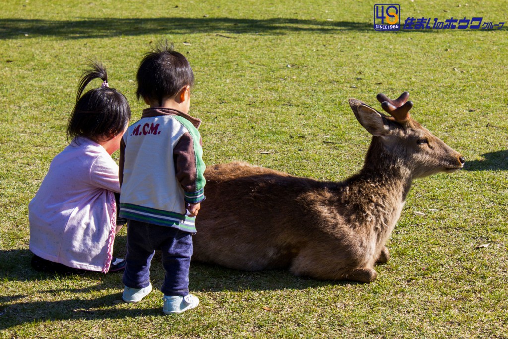 奈良公園の鹿