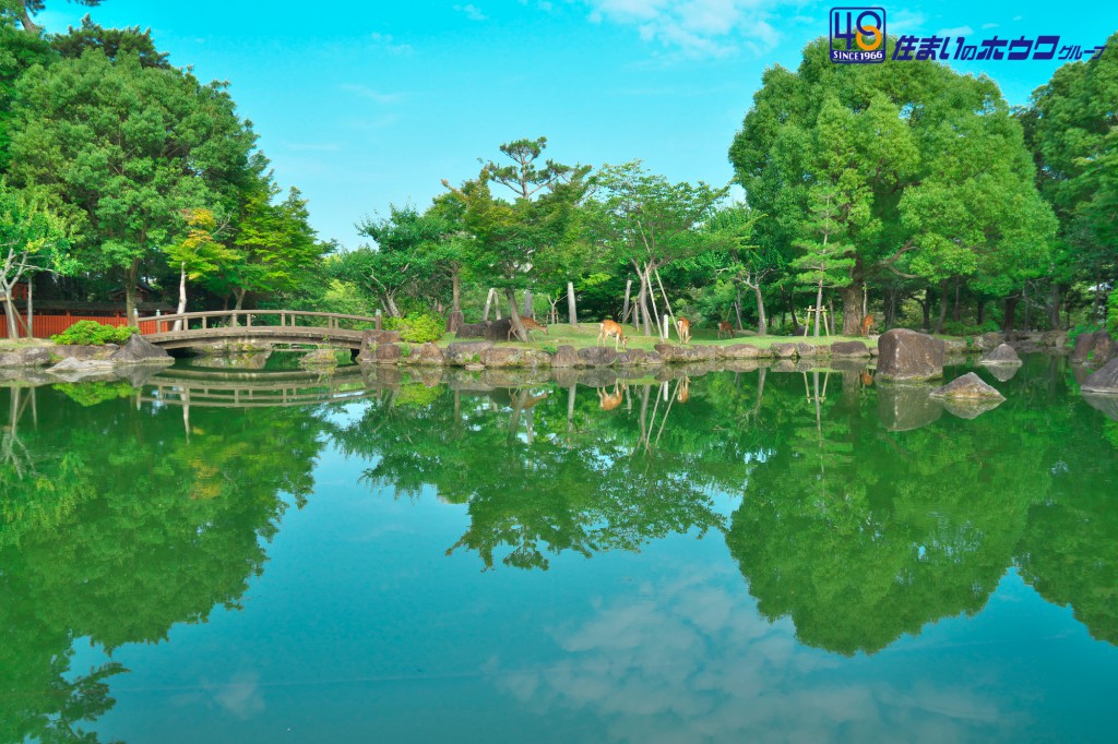 奈良公園の鹿