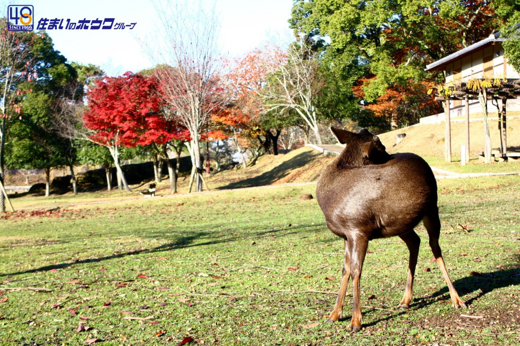 奈良公園の鹿