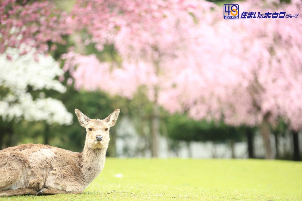 奈良公園の鹿