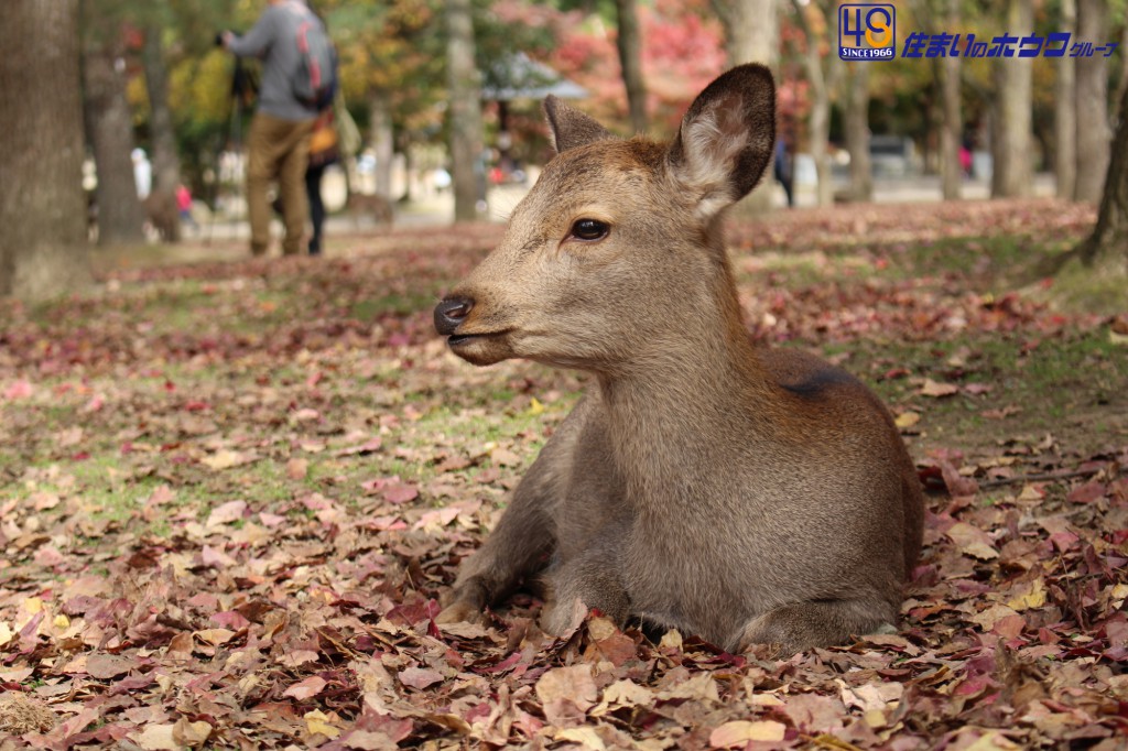 奈良公園の鹿