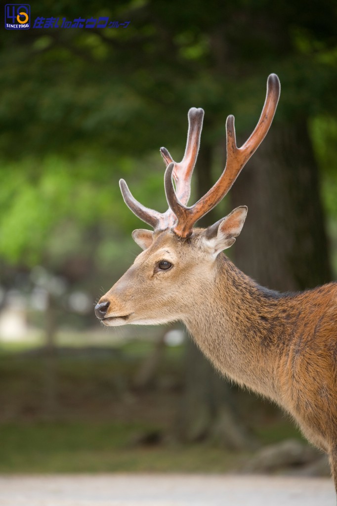 奈良公園の鹿