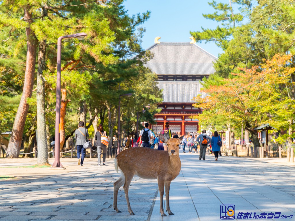 奈良の大仏さん