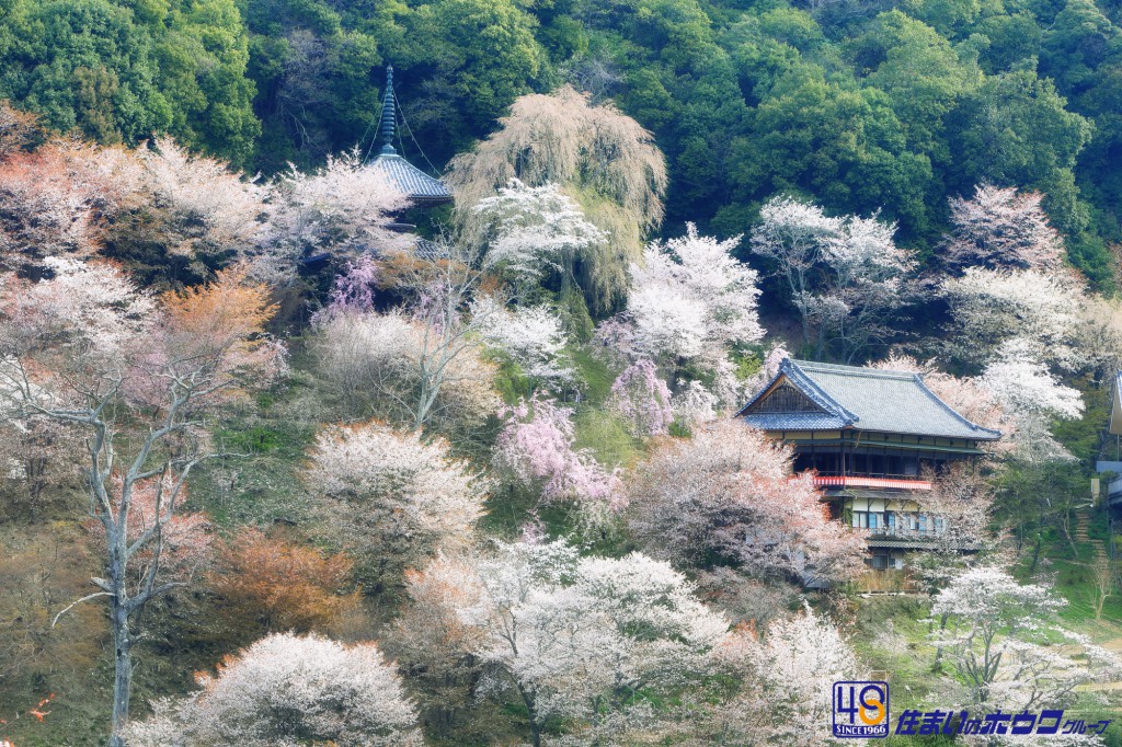 吉野山