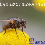 暖かい季節のブヨ（ブユ）にご用心