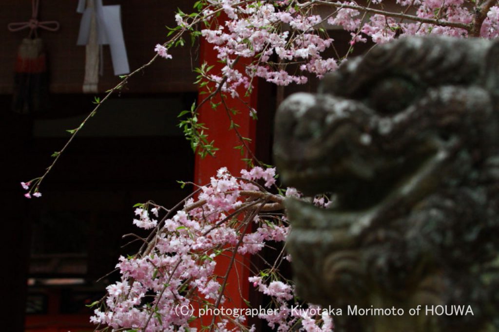 奈良の桜風景