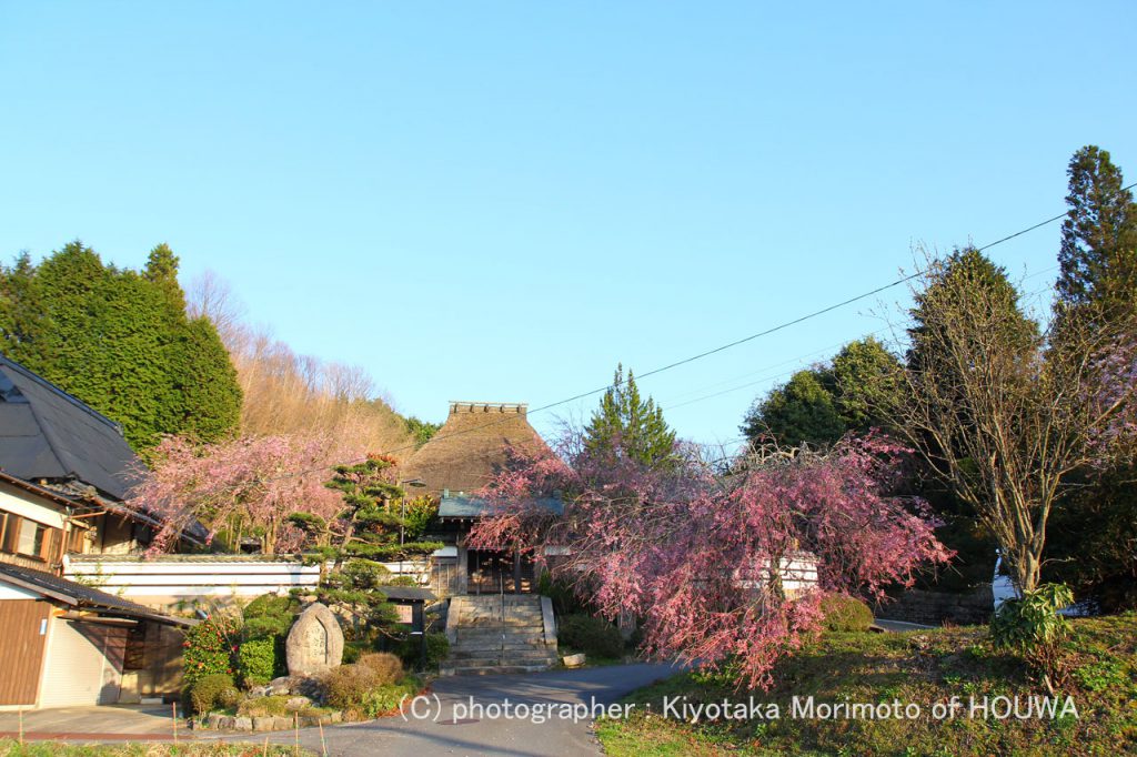 奈良の桜風景