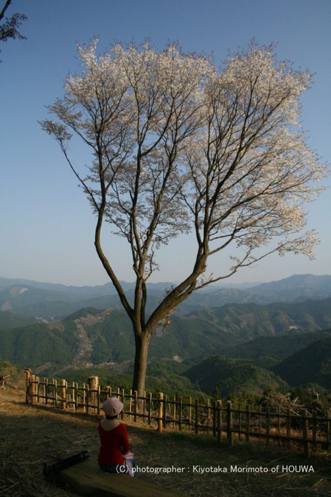 奈良の桜風景