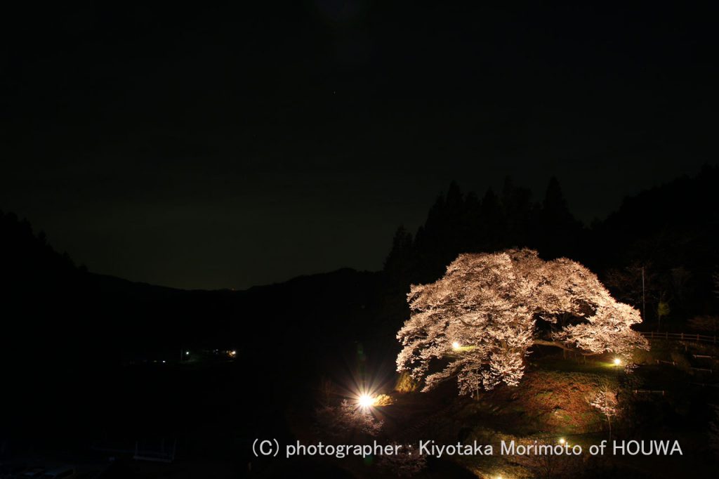 宇陀市佛隆寺千年桜