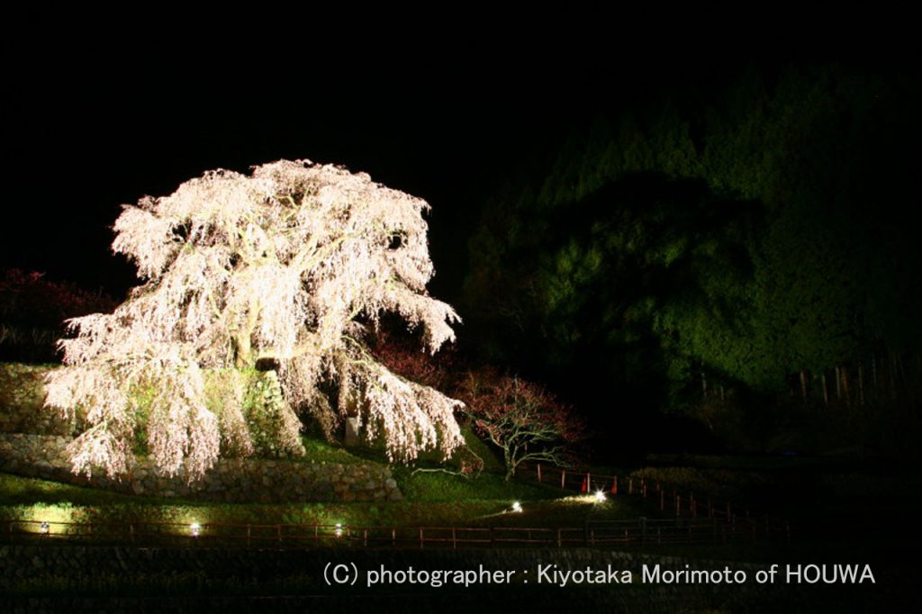 宇陀市又兵衛桜