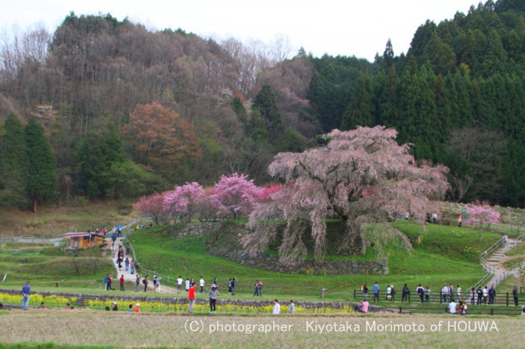 宇陀市又兵衛桜