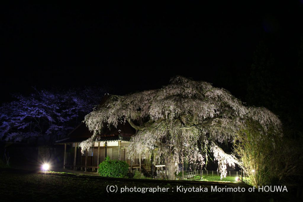 宇陀市西光寺城之山桜