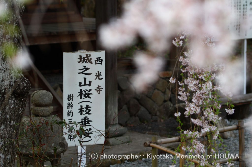 宇陀市西光寺城之山桜