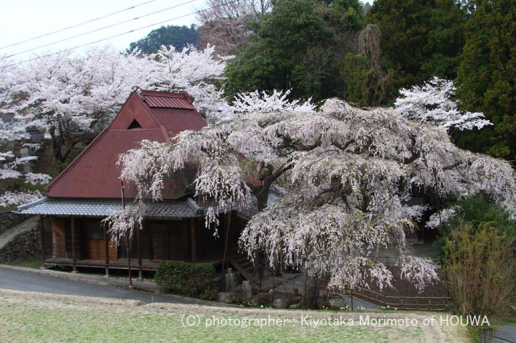 宇陀市西光寺城之山桜