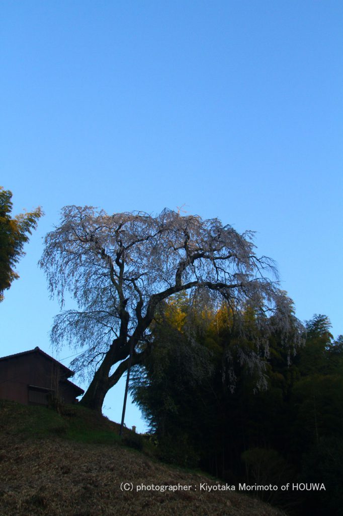 桜井市八講桜