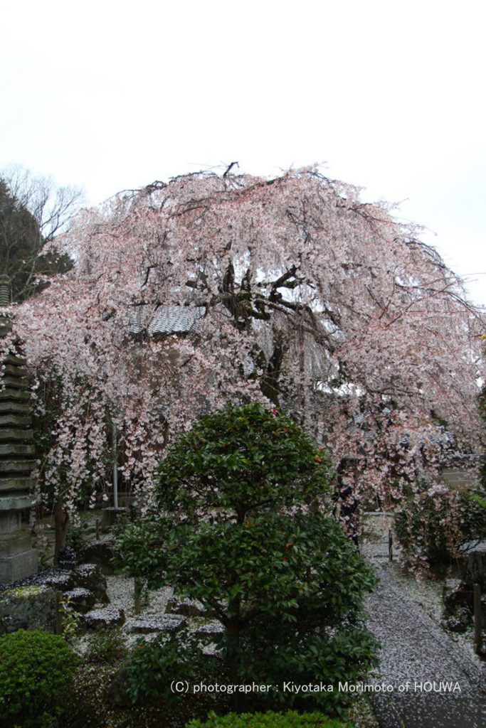 葛城市専称寺