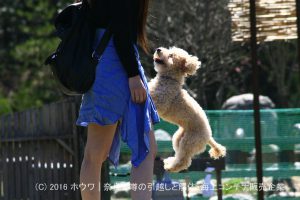 コンテナハウスでドッグラン | 奈良県天理市のDog Base ドッグベース様