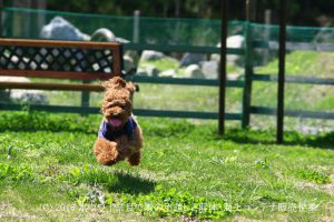 コンテナハウスでドッグラン | 奈良県天理市のDog Base ドッグベース様