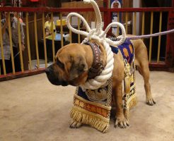 闘犬横綱のワンちゃんです。