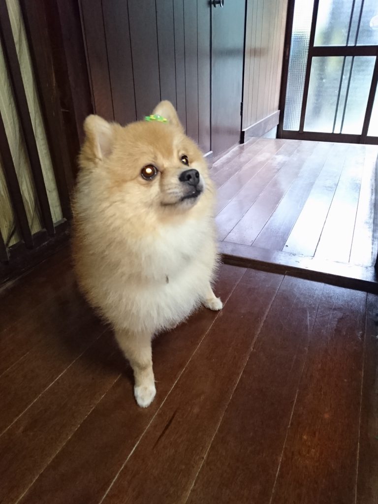 ポメラニアンのマリ君との出会い┃奈良県大和高田市