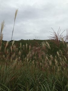 麓からすすき越しに山頂を見たところ