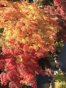 橋の上から見た赤と黄の紅葉