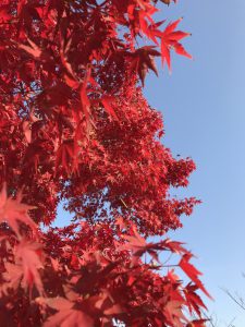 晴天の青空と真っ赤に染まるもみじ