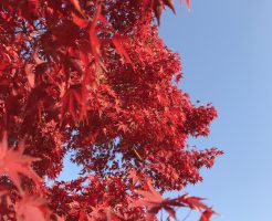 晴天の青空と真っ赤に染まるもみじ