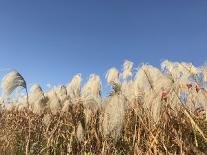 秋の青空の下で揺れるすすきのアップ