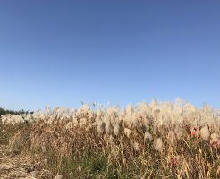 雲一つない秋の青空に映えるたくさんのすすき