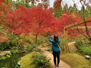 一昨年の美しい紅葉の写真を撮影する川崎の後ろ姿