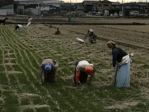 田んぼの中に突如として現れた案山子たち