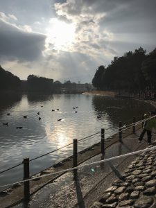 雲の隙間から陽が射し神々しく鴨が泳ぐ池の水面を照らしていました