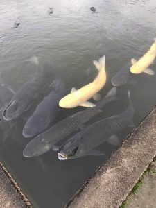 人の気配を感じて池のふちに集まる鯉たち。錦鯉はいません