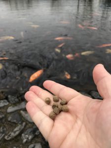 池の前で右手に数粒出してみました。いたって普通の餌です。