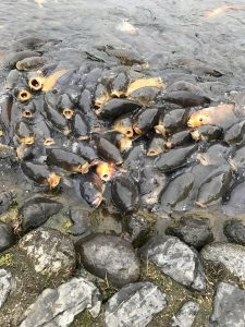 数粒に50匹以上の鯉が群がってきます。鯉の上に鯉、陸に上がってきそうな勢いです