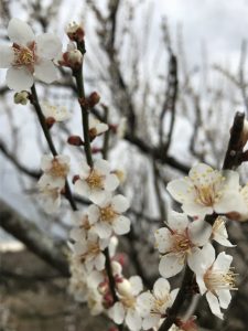 寒空ですがかわいらしい梅が咲き誇っています