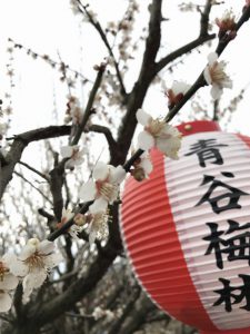 青谷梅林梅まつりの提灯と梅の花