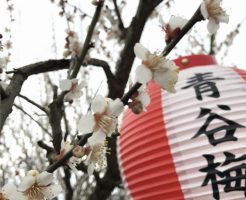 青谷梅林梅まつりの提灯と梅の花