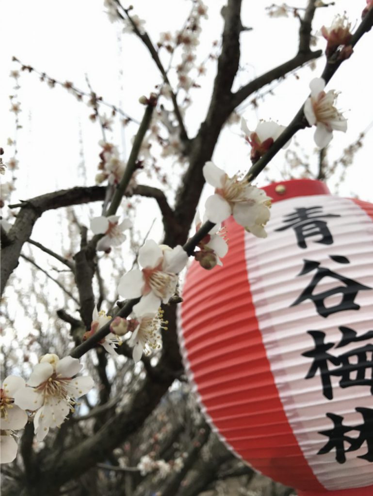 春がやってきました | 青谷梅林梅まつり