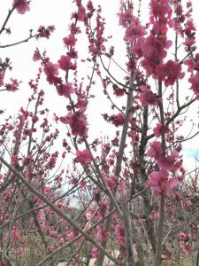 満開の濃いピンクの花