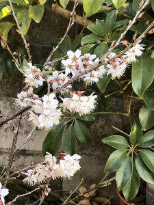 満開のサクランボの花