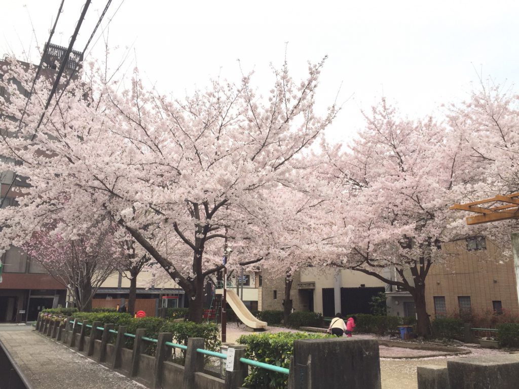 京都市下京区正面公園の桜