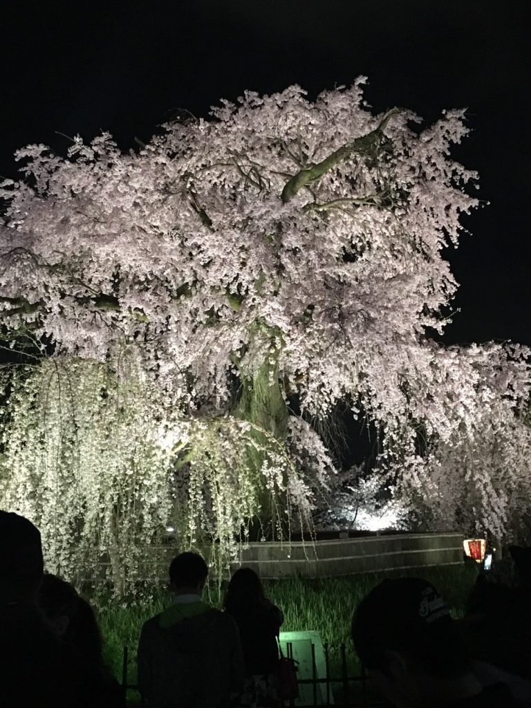 京都市円山公園の夜桜