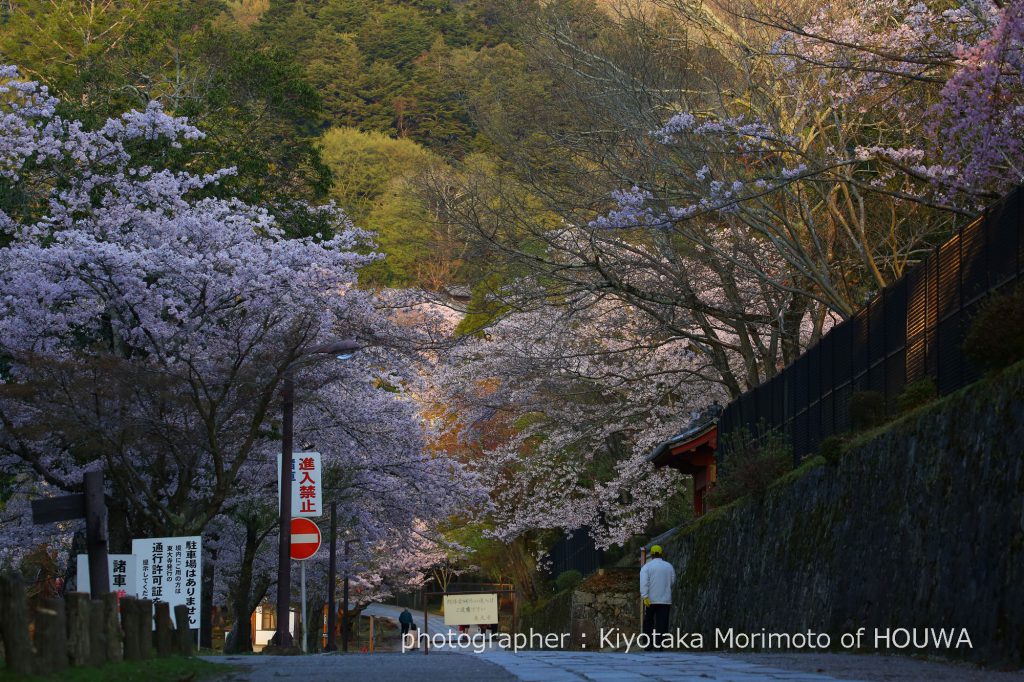 東大寺大仏殿裏の桜