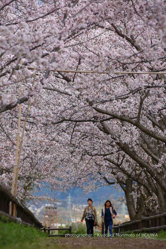 磯城郡田原本町 唐古遺跡の桜