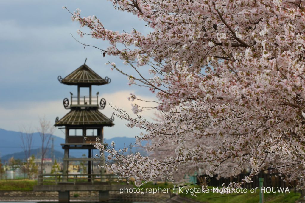 磯城郡田原本町 唐古遺跡の桜